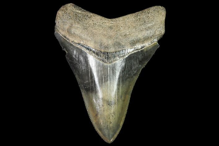 Serrated, Fossil Megalodon Tooth - Georgia #104973